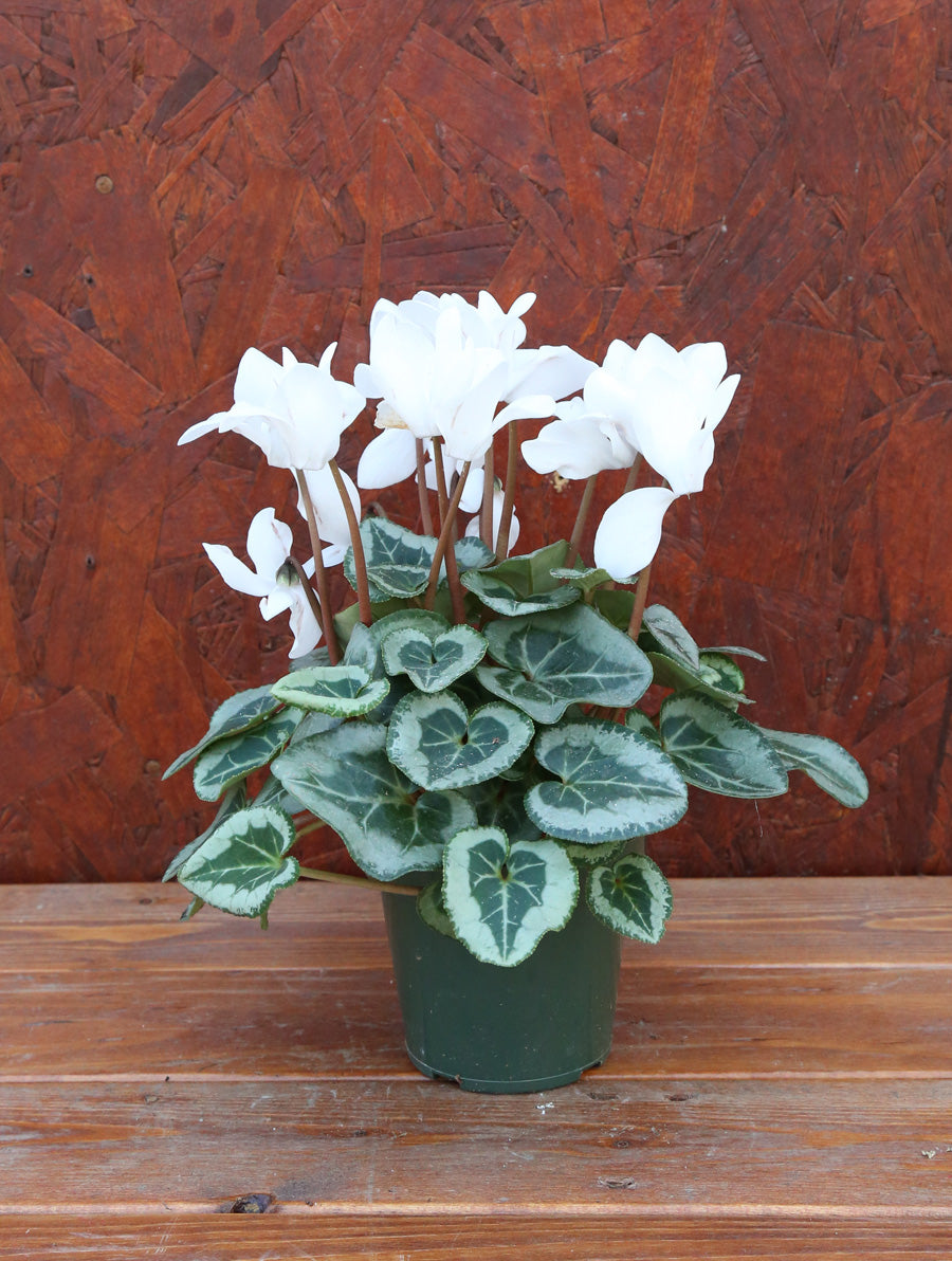 Cyclamen White 4"